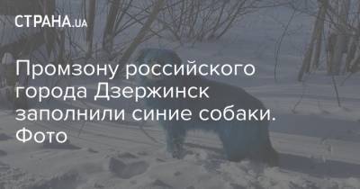 Промзону российского города Дзержинск заполнили синие собаки. Фото
