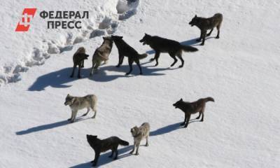В Нижегородской области заметили голубых собак