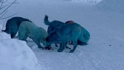Из-за химикатов собаки в Дзержинске окрасились в голубой цвет