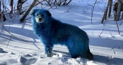 В российском городе заметили стаю бродячих собак синего цвета (фото)