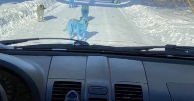 Стая синих собак преградила водителю дорогу у завода в Дзержинске