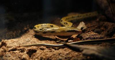 Увидели змею в ванной: серпентолог объяснил, откуда мог взяться полоз в калининградской квартире
