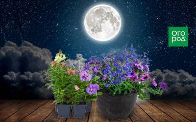 Выращивание однолетних цветов по Лунному календарю в 2021 году