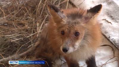 В Вологде зоозащитники и местные жители нашли и выходили израненного лиса