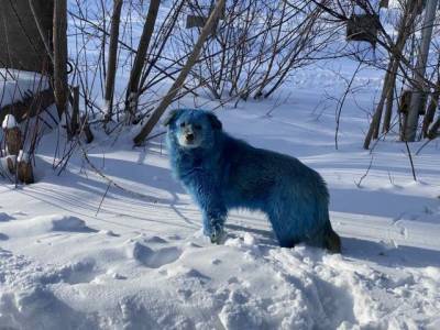 Жители российского города обнаружили на улицах синих собак