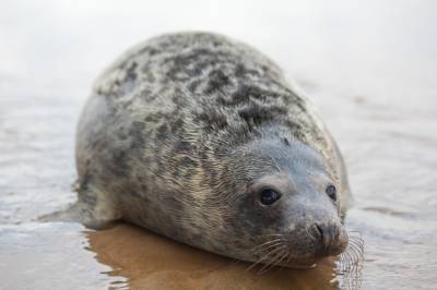 Крепкие морозы в Петербурге помогут выжить ладожским тюленям