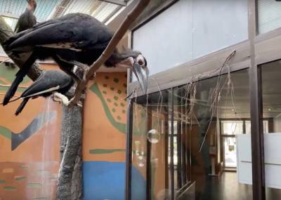 В Московском зоопарке рассказали, как развлекаются кафрские рогатые вороны