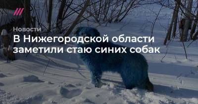 В Нижегородской области заметили стаю синих собак