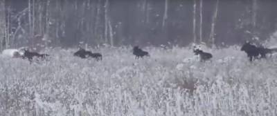 Видео: в лесу Ленобласти заметили сразу шесть лосей, они стройным рядом шли друг за другом