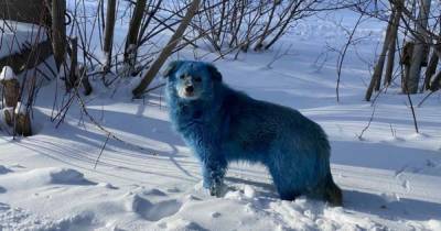 В химстолице РФ появились синие собаки (фото)
