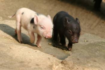 Свиньи удивили умом и сообразительностью