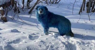 Ветеринар рассказал, насколько тяжело могли пострадать голубые собаки в Дзержинске