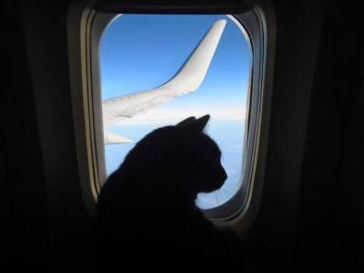 Авиакомпания S7 увеличила число разрешенных к перевозке в салоне животных