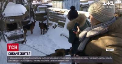 В Нововолынске зоозащитники обнаружили неухоженных 12 овчарок, а хозяина подозревают в ужасающих преступлениях - tsn.ua - Нововолынск
