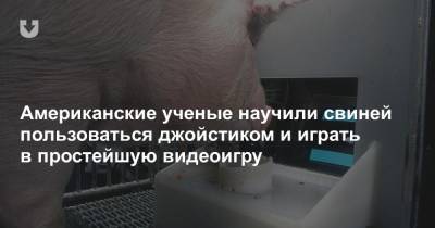 Американские ученые научили свиней пользоваться джойстиком и играть в простейшую видеоигру