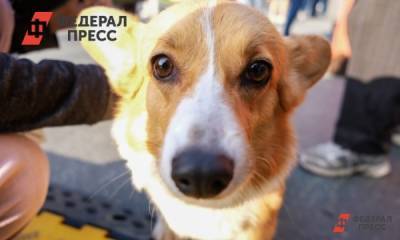 Собаки по всей России начали менять цвет