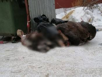 Облохотдепартамент не нашел расчлененные останки лося в Вологде (ФОТО)