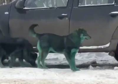 В Подольске замечены зеленые собаки