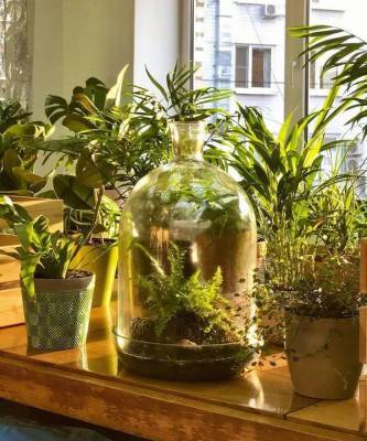 Все, что нужно знать о пересадке комнатных растений