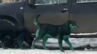Зеленых собак заметили в Подольске