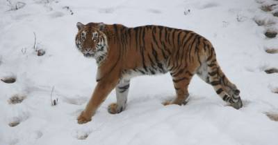 В Калининградском зоопарке показали, как тигру стригут когти (фото)