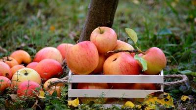 Австралийские ученые доказали пользу яблок для генерации клеток мозга