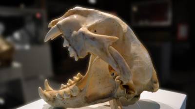 В Петербурге из научного института украли черепа редких животных на 3,5 миллиона