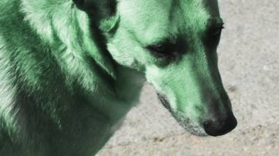 В Подольске заметили зеленых собак
