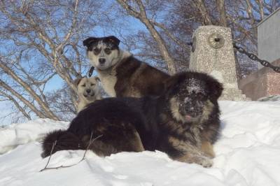 В российских городах заметили собак голубого и зеленого цвета