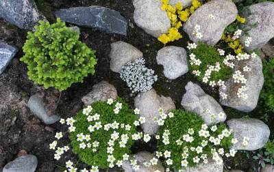Альпийская горка для новичка – выбираем самые неприхотливые растения