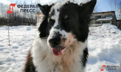 Раскрыта тайна голубых собак в Нижегородской области