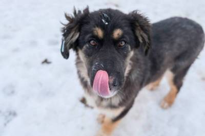 В Волгограде мужчина спас собаку из ледяной воды nbsp