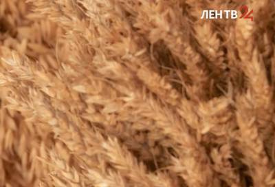 Ученые Ленобласти вывели новый сорт зерновых