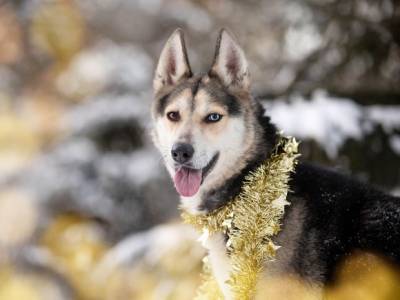 После синих собак в Дзержинске нашли зеленых в Подольске