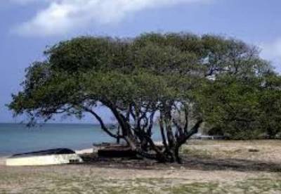 Ученые назвали самое опасное дерево в мире