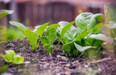 Как вырастить богатый урожай шпината: 5 простых правил