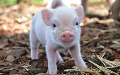 Ученых удивил неординарный ум свиней и мира