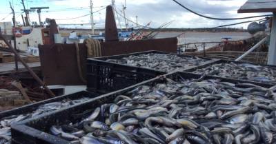 Рыбаки выловили в Приморье больше 50 тысяч тонн минтая