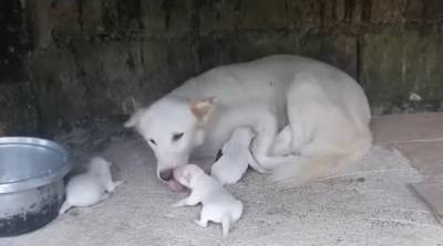 Собака родила на Филиппинах щенка-циклопа (Видео)