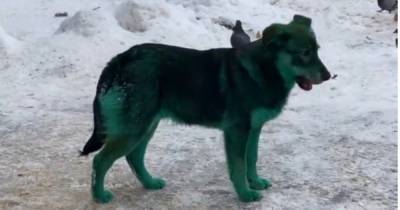 В Подольске объяснили появление зеленых собак на улицах