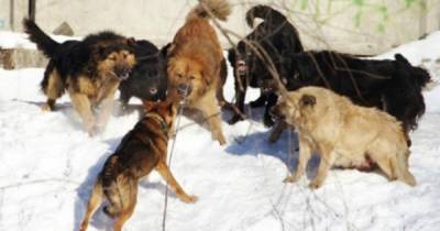 Чиновника обвинили по делу о смертельном нападении собак в Сибири