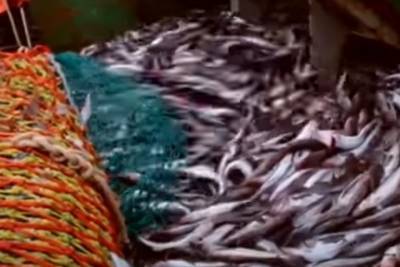 Поставки рыбы остановились из-за опасений обвала цен