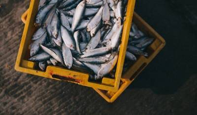 На территории ОЭЗ «Алга» в Башкирии появится производство рыбной продукции