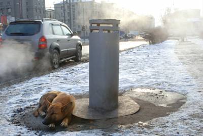 В России впервые будут судить чиновника по делу о смерти из-за бродячих собак