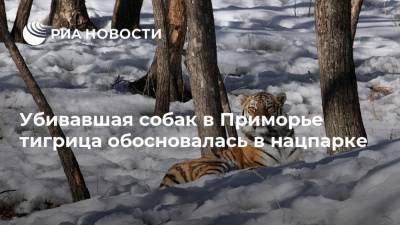 Убивавшая собак в Приморье тигрица обосновалась в нацпарке