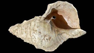 Ученые раскрыли предназначение морской раковины возрастом в 18 тыс. лет