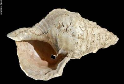 Разгадан секрет морской раковины возрастом в 18 тысяч лет с человеческими модификациями