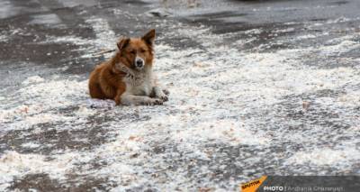 Бродячие собаки в Ереване стали меньше нападать на людей? Эксперт пояснил ситуацию