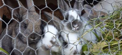 Жительница Карелии получила судимость за кражу двух кроликов из сарая