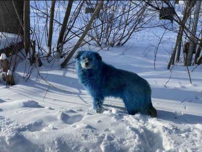 В Дзержинске заметили синих собак (Фото)